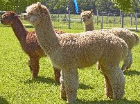 Space Cowboy Alpaca