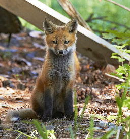 red fox kit