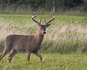 White Tail Deer - Male