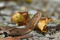 Copperhead